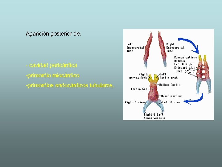 Aparición posterior de: - cavidad pericárdica -primordio miocárdico -primordios endocárdicos tubulares. 