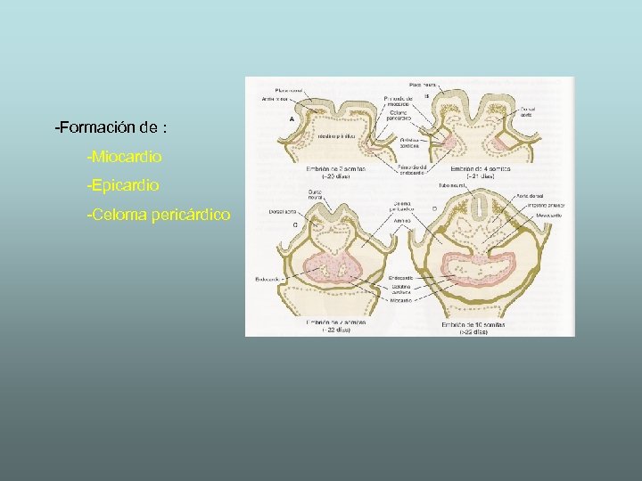 -Formación de : -Miocardio -Epicardio -Celoma pericárdico 