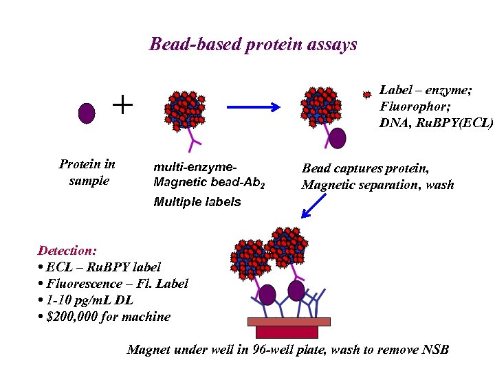 Bead-based protein assays Label – enzyme; Fluorophor; DNA, Ru. BPY(ECL) + Protein in sample