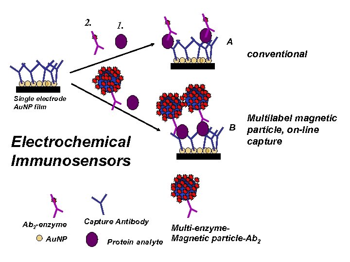 2. 1. A conventional Single electrode Au. NP film B Electrochemical Immunosensors Ab 2