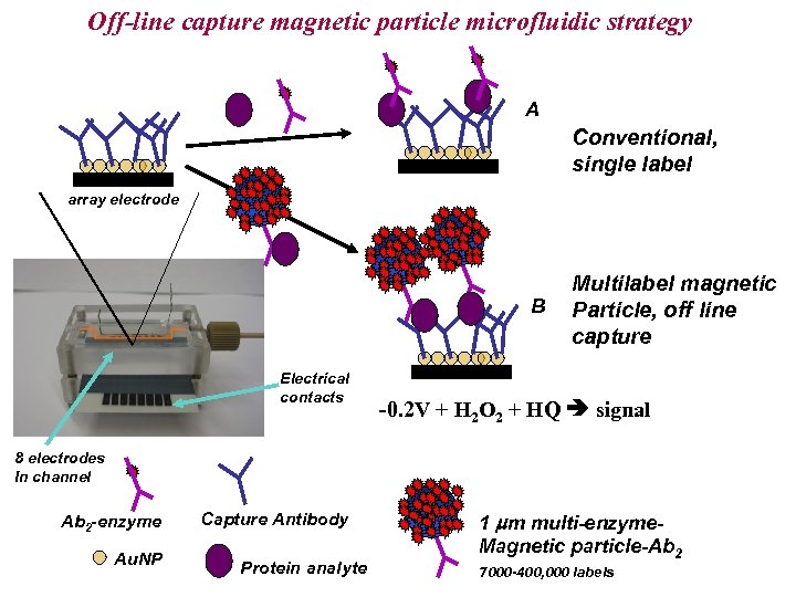 Off-line capture magnetic particle microfluidic strategy A Conventional, single label array electrode B Electrical