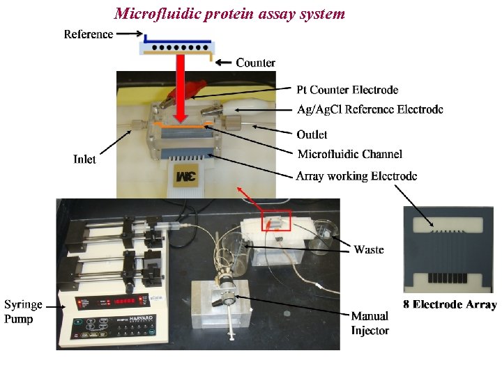 Microfluidic protein assay system 