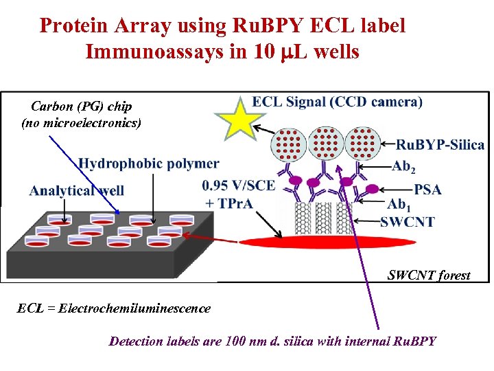 Protein Array using Ru. BPY ECL label Immunoassays in 10 m. L wells Carbon