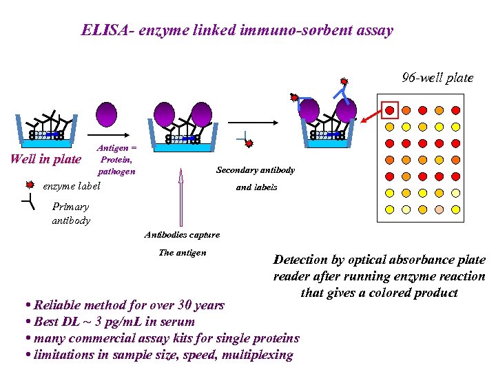 ELISA- enzyme linked immuno-sorbent assay 96 -well plate Well in plate Antigen = Protein,