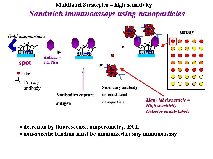 Multilabel Strategies – high sensitivity • detection by fluorescence, amperometry, ECL • non-specific binding