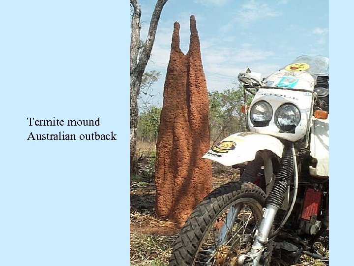 Termite mound Australian outback 