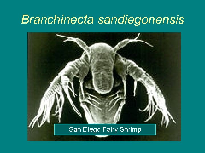 Branchinecta sandiegonensis San Diego Fairy Shrimp 