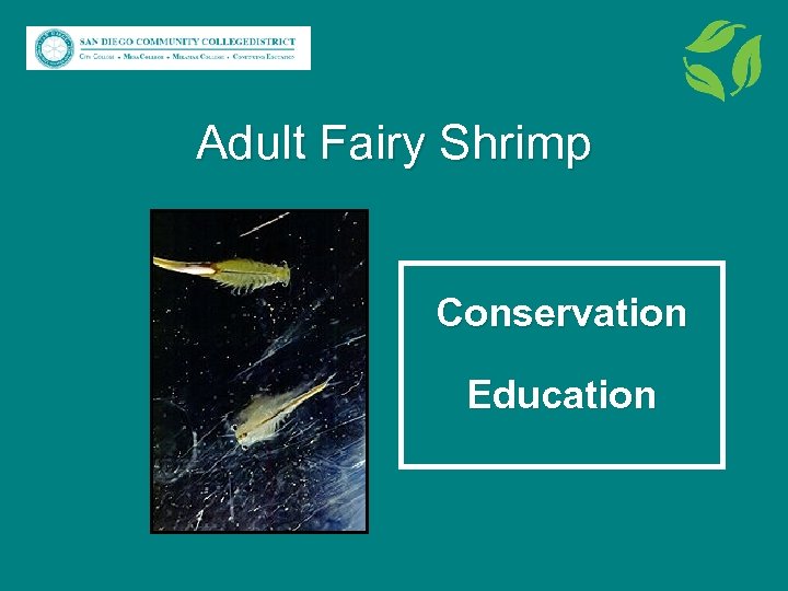 Adult Fairy Shrimp Conservation Education 