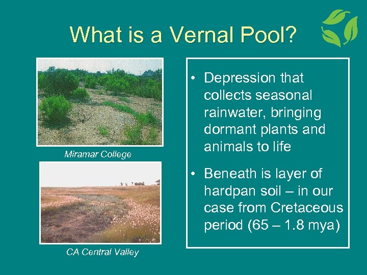 What is a Vernal Pool? Pool Miramar College • Depression that collects seasonal rainwater,