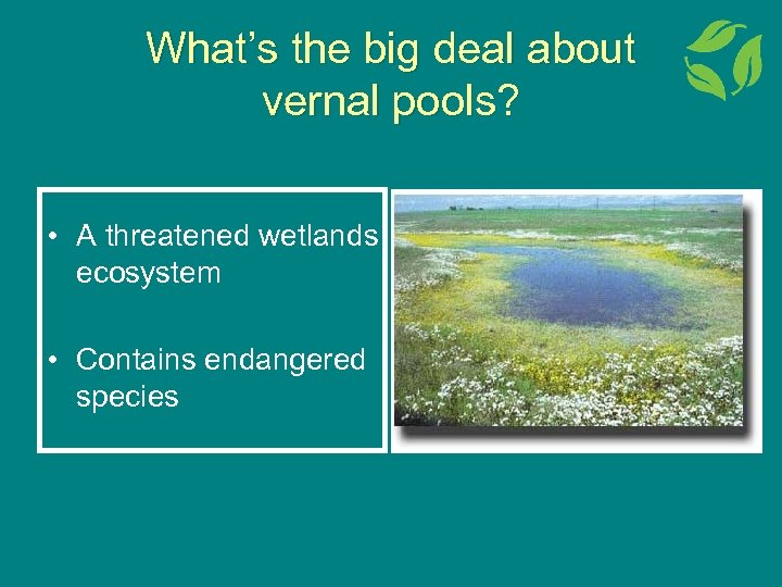 What’s the big deal about vernal pools? • A threatened wetlands ecosystem • Contains