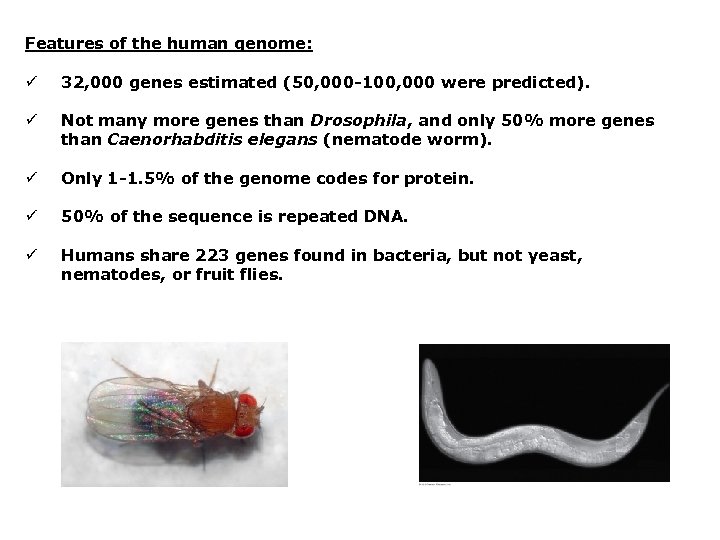 Features of the human genome: ü 32, 000 genes estimated (50, 000 -100, 000