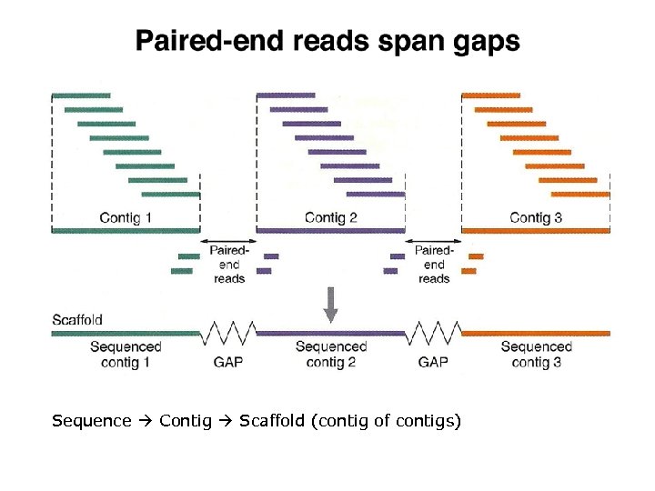 Sequence Contig Scaffold (contig of contigs) 