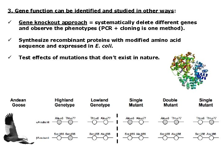 3. Gene function can be identified and studied in other ways: ü Gene knockout