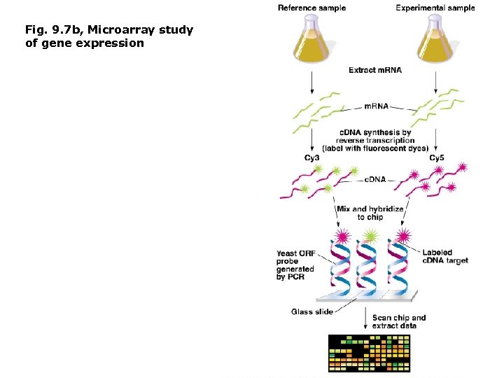 Fig. 9. 7 b, Microarray study of gene expression 