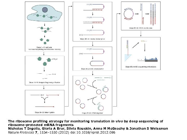 The ribosome profiling strategy for monitoring translation in vivo by deep sequencing of ribosome-protected