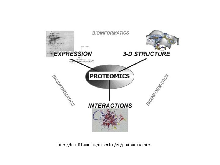 http: //biol. lf 1. cuni. cz/ucebnice/en/proteomics. htm 