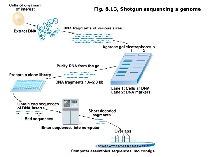 Fig. 8. 13, Shotgun sequencing a genome 