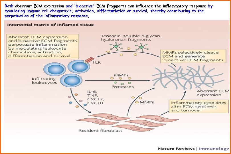 Both aberrant ECM expression and 'bioactive' ECM fragments can influence the inflammatory response by