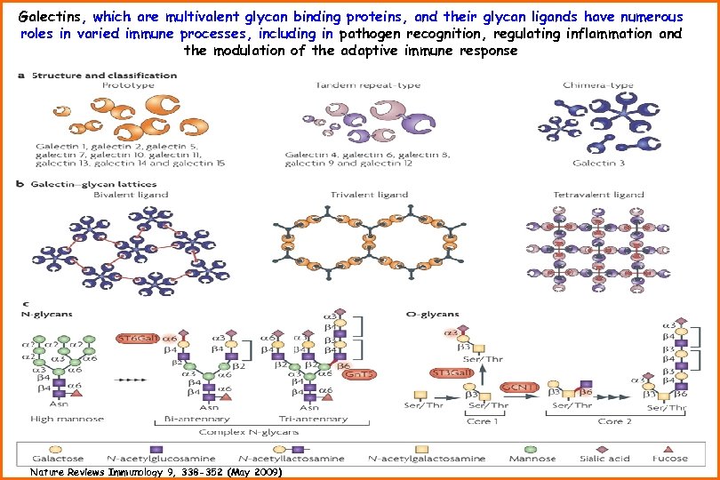 Galectins, which are multivalent glycan binding proteins, and their glycan ligands have numerous roles