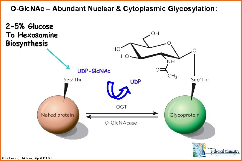 O-Glc. NAc – Abundant Nuclear & Cytoplasmic Glycosylation: 2 -5% Glucose To Hexosamine Biosynthesis