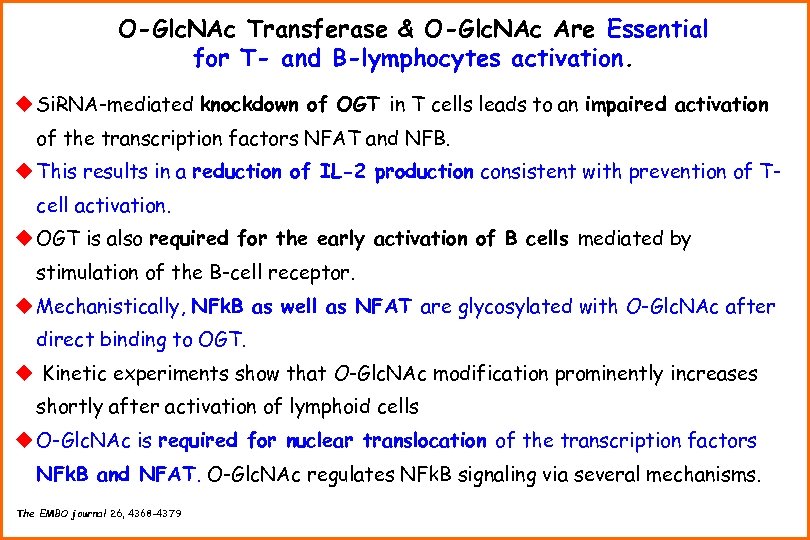 O-Glc. NAc Transferase & O-Glc. NAc Are Essential for T- and B-lymphocytes activation. u