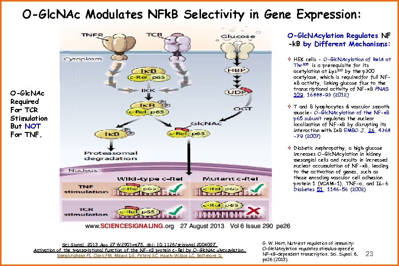 O-Glc. NAc Modulates NFk. B Selectivity in Gene Expression: O-Glc. NAcylation Regulates NF -k.