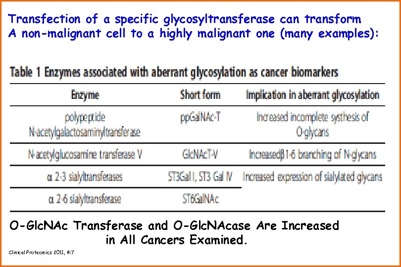 Transfection of a specific glycosyltransferase can transform A non-malignant cell to a highly malignant