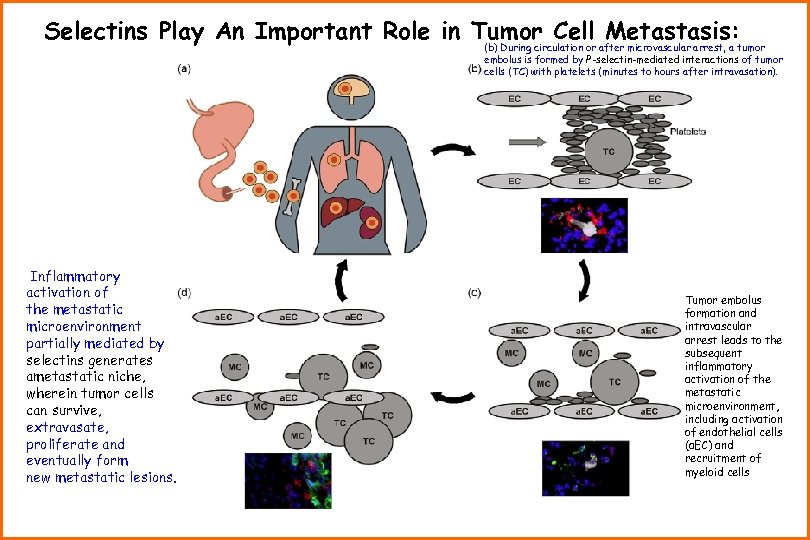 Selectins Play An Important Role in Tumor Cell Metastasis: (b) During circulation or after