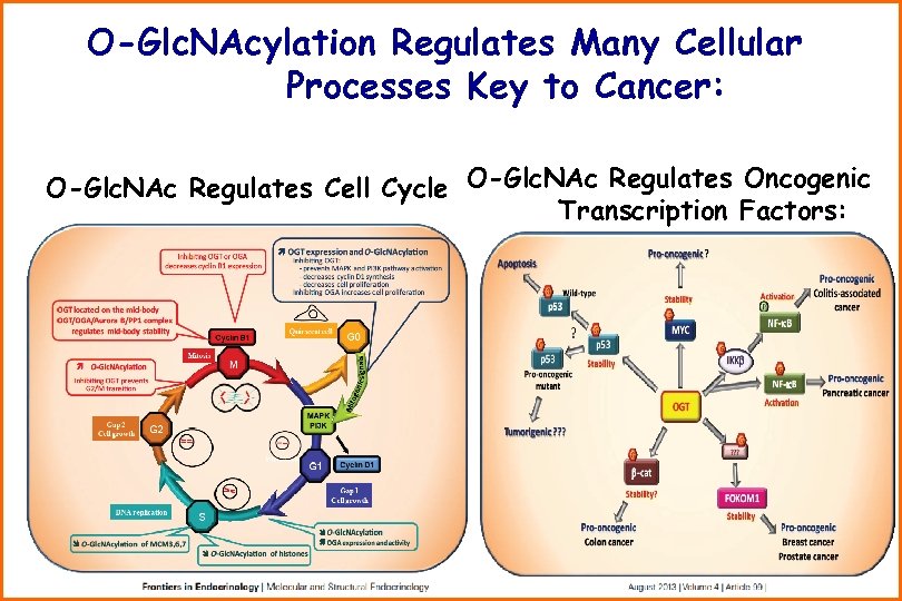 O-Glc. NAcylation Regulates Many Cellular Processes Key to Cancer: O-Glc. NAc Regulates Cell Cycle