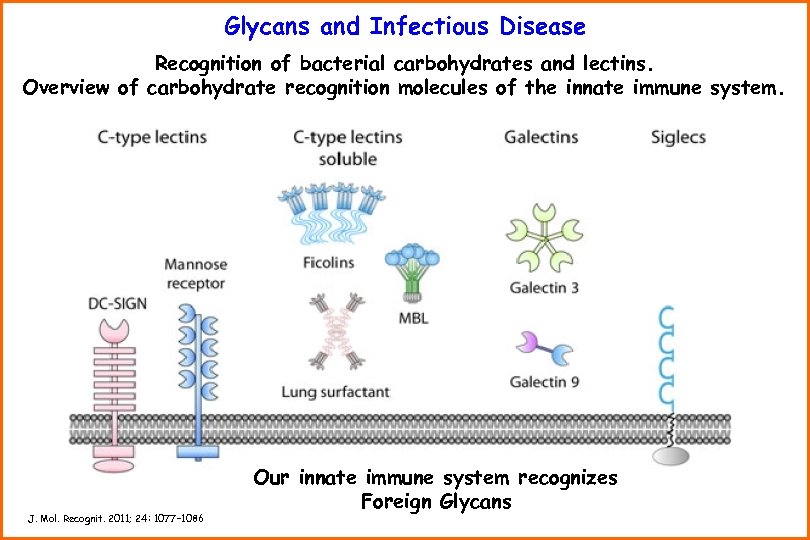 Glycans and Infectious Disease Recognition of bacterial carbohydrates and lectins. Overview of carbohydrate recognition