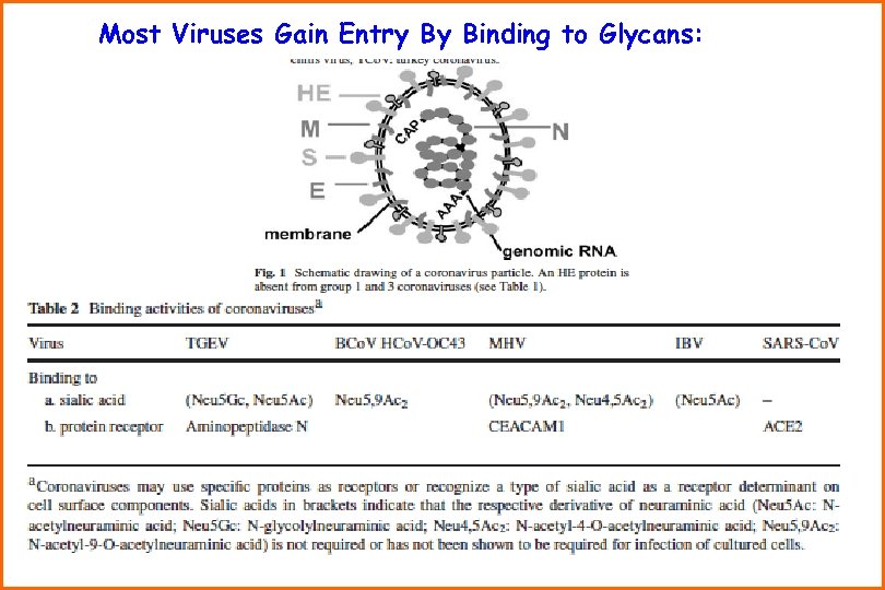 Most Viruses Gain Entry By Binding to Glycans: 