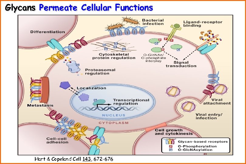 Glycans Permeate Cellular Functions Hart & Copeland Cell 143, 672 -676 
