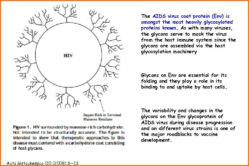The AIDS virus coat protein (Env) is amongst the most heavily glycosylated proteins known.