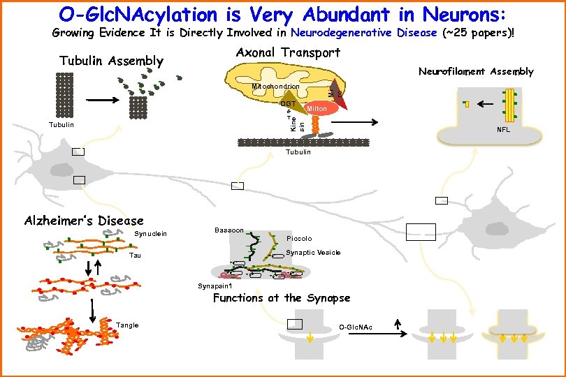 O-Glc. NAcylation is Very Abundant in Neurons: Growing Evidence It is Directly Involved in