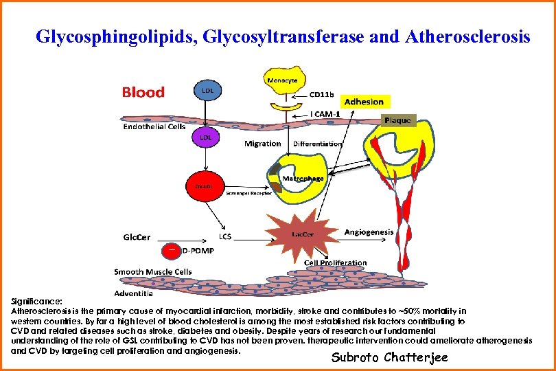 Glycosphingolipids, Glycosyltransferase and Atherosclerosis Project 5 Significance: Atherosclerosis is the primary cause of myocardial