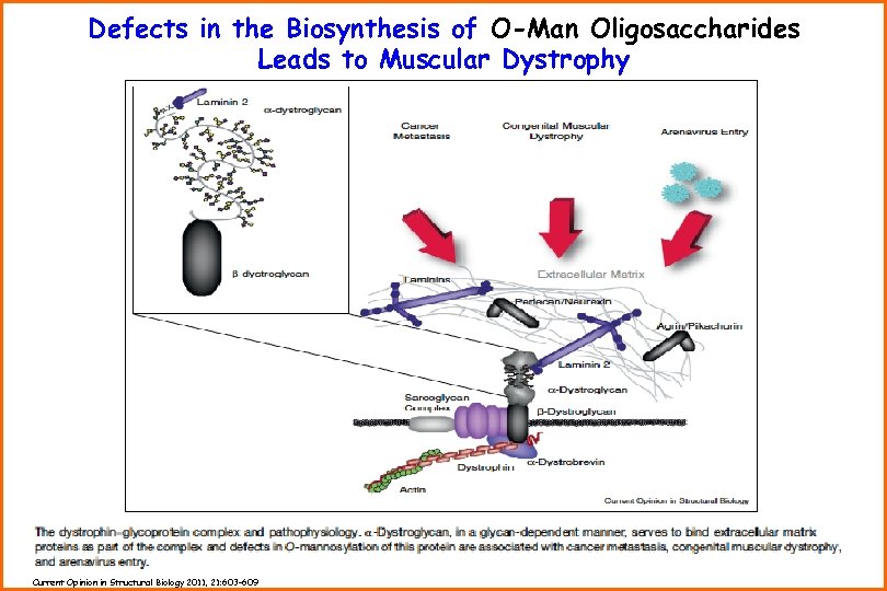 Defects in the Biosynthesis of O-Man Oligosaccharides Leads to Muscular Dystrophy Current Opinion in