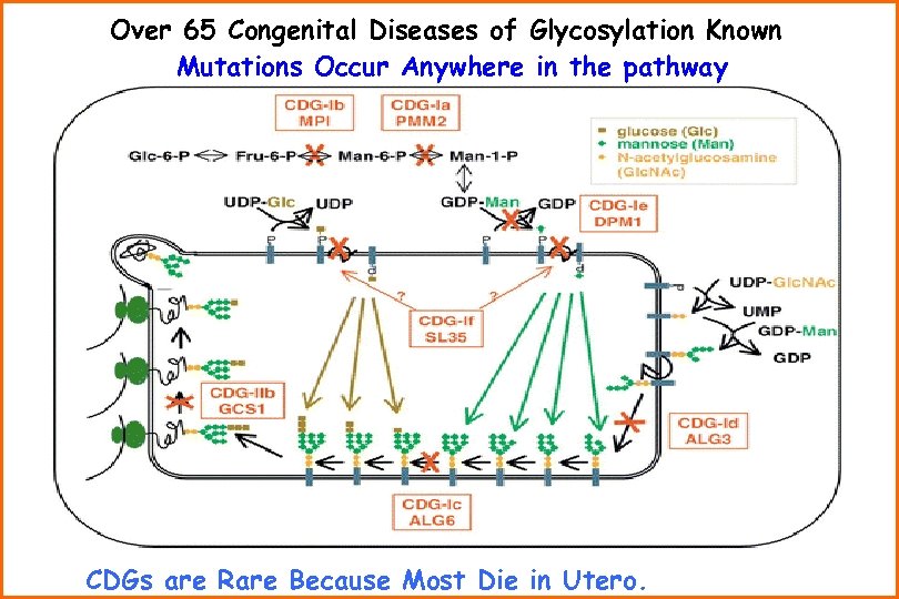 Over 65 Congenital Diseases of Glycosylation Known Mutations Occur Anywhere in the pathway CDGs