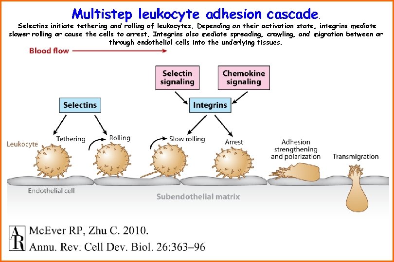 Multistep leukocyte adhesion cascade . Selectins initiate tethering and rolling of leukocytes. Depending on