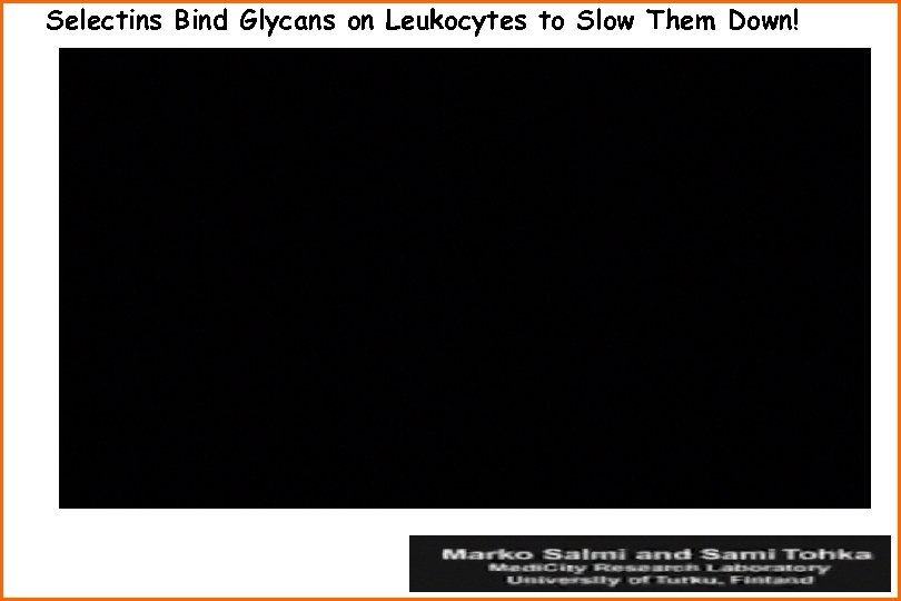 Selectins Bind Glycans on Leukocytes to Slow Them Down! 