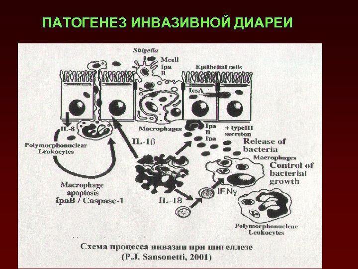 Патогенез сальмонеллеза схема