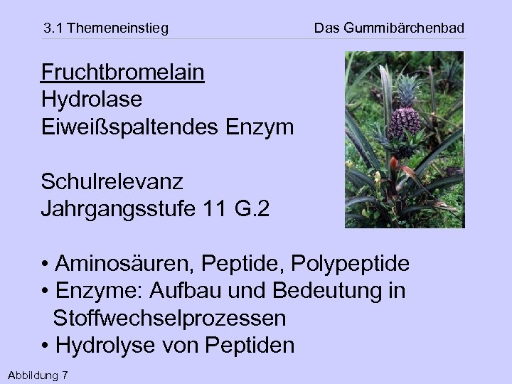 3. 1 Themeneinstieg Das Gummibärchenbad Fruchtbromelain Hydrolase Eiweißspaltendes Enzym Schulrelevanz Jahrgangsstufe 11 G. 2