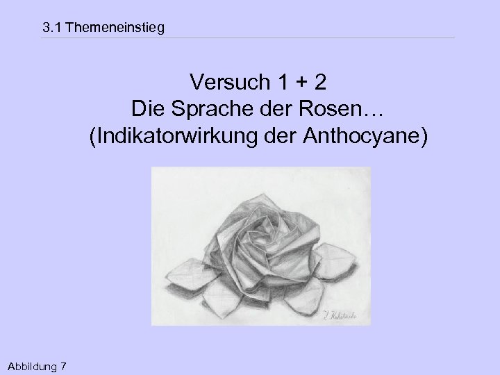 3. 1 Themeneinstieg Versuch 1 + 2 Die Sprache der Rosen… (Indikatorwirkung der Anthocyane)