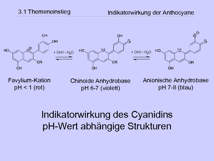 3. 1 Themeneinstieg Indikatorwirkung der Anthocyane + OH-/ - H 2 O Favylium-Kation p.