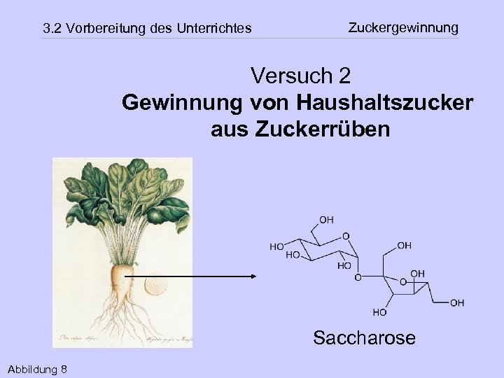 3. 2 Vorbereitung des Unterrichtes Zuckergewinnung Versuch 2 Gewinnung von Haushaltszucker aus Zuckerrüben Saccharose