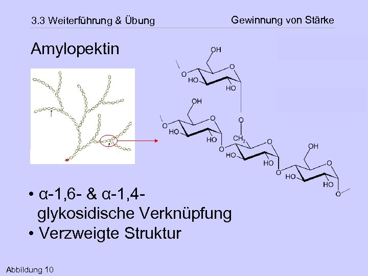 3. 3 Weiterführung & Übung Gewinnung von Stärke Amylopektin hhhhh • α-1, 6 -