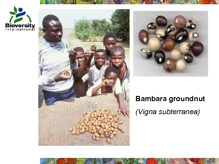 Bambara groundnut (Vigna subterranea) 