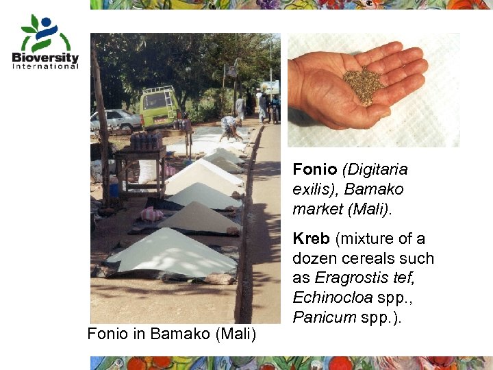 Fonio (Digitaria exilis), Bamako market (Mali). Fonio in Bamako (Mali) Kreb (mixture of a