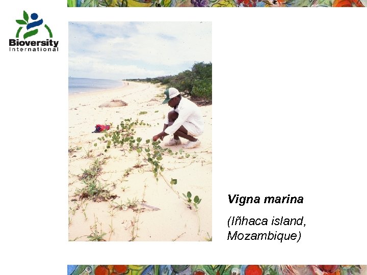 Vigna marina (Iñhaca island, Mozambique) 