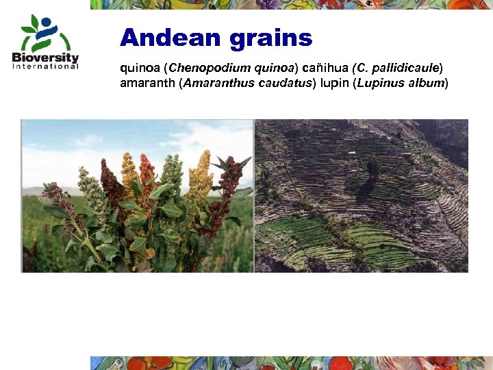 Andean grains quinoa (Chenopodium quinoa) cañihua (C. pallidicaule) amaranth (Amaranthus caudatus) lupin (Lupinus album)