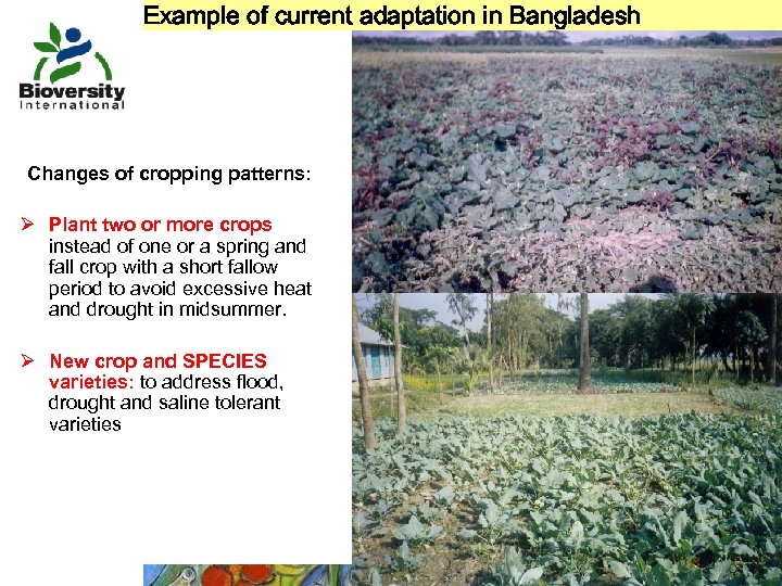 Example of current adaptation in Bangladesh Changes of cropping patterns: Ø Plant two or